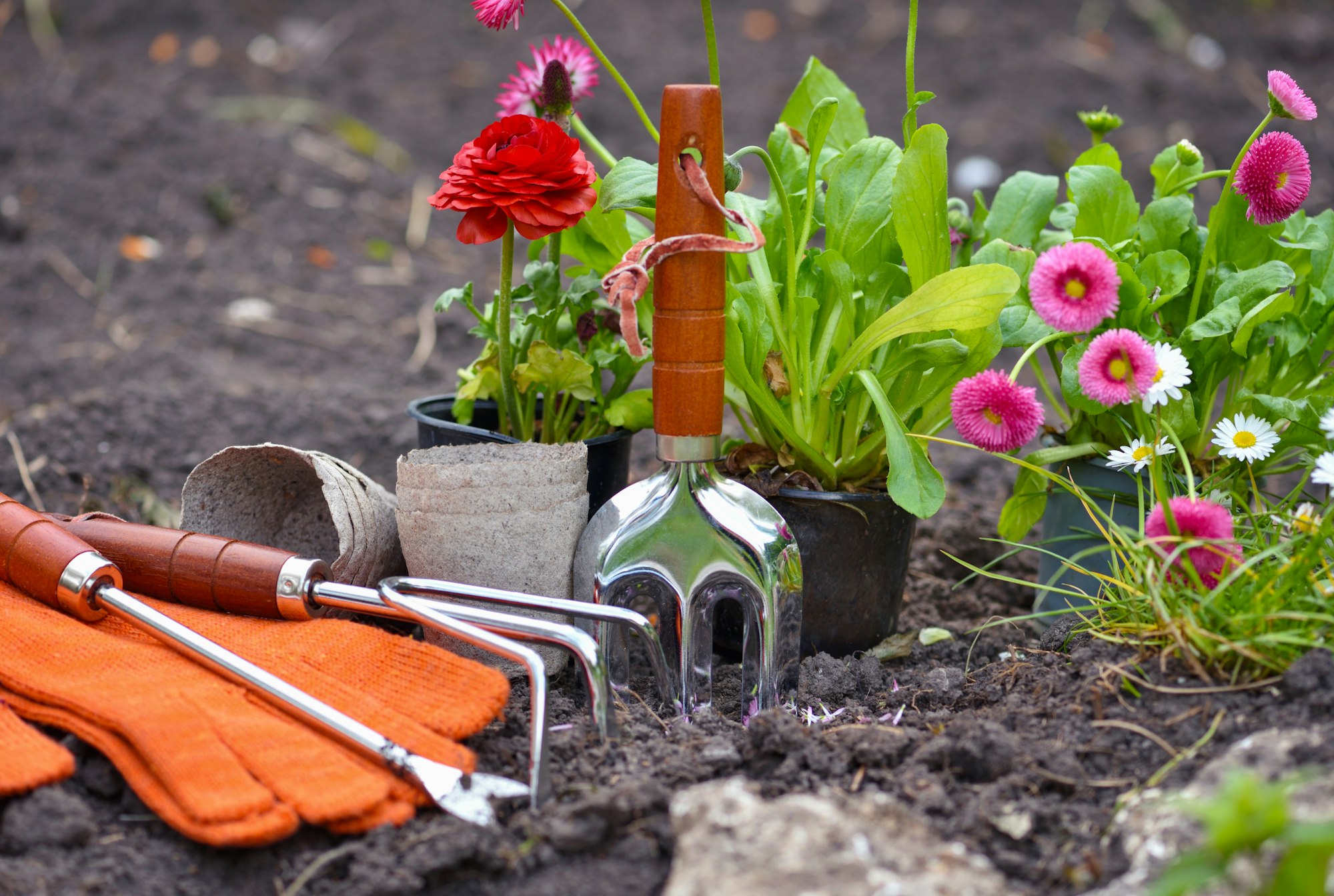 Gardening tools and spring flowers in the garden. Gardening concept.